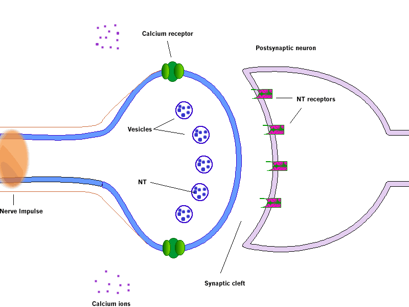 Synapse Diagram.gif